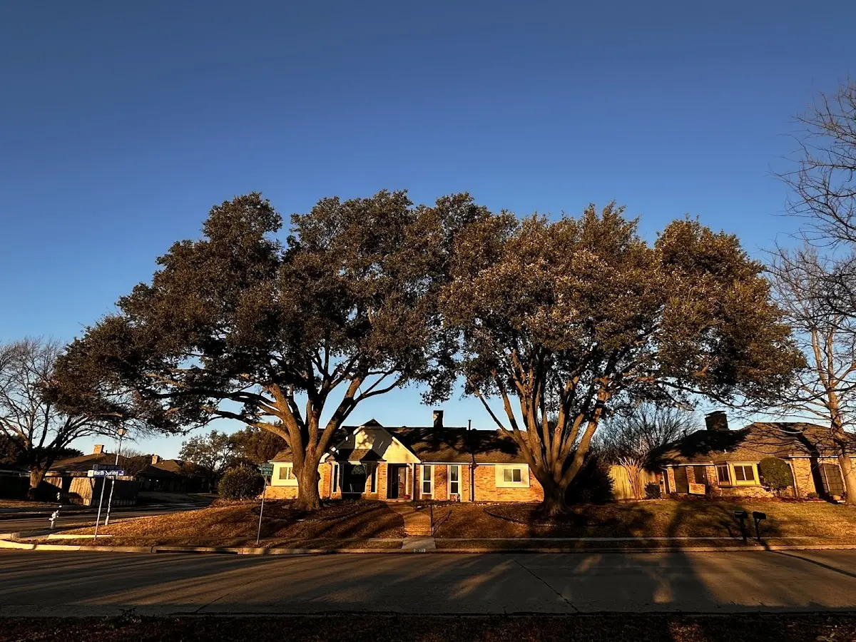 Established residential canopy tree shading a home in Nebo
